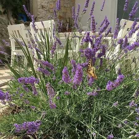 Renovated Old Stonehouse Dana - Pag Holiday home Povljana